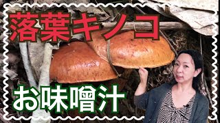 【キノコ狩り】ハナイグチ（落葉キノコ）落葉キノコのお味噌汁作りました