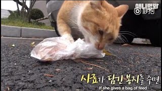 YTN 难以愈合的伤痛 流浪猫咪每天倾其所有 只为守护他唯一活着的孩子