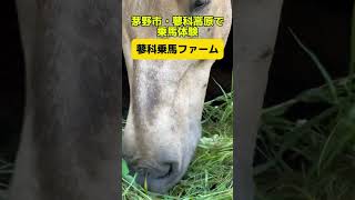 長野県 茅野市 乗馬体験　森の中で遊べる　場外乗馬　 #Shorts