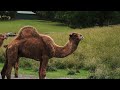 5 fun facts about dromedary camels virginia safari park