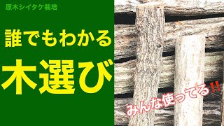 🍄決定版🪵 シイタケ栽培に使う木はこの2種類で決まり！ #Shorts