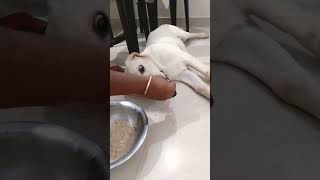 ഒരു പണിക്ക് പോണ്ട..ഹാ എന്താ ജീവിതം🥴 mallulabrador🐶#petlover #dog#doglover #funnyanimals#funnyshorts