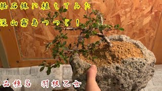 軽石鉢にミヤマキリシマツツジの半懸崖樹形の盆栽作り‼️azalea BONSAI