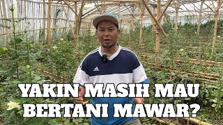 YAKIN MASIH MAU JADI BERTANI MAWAR?