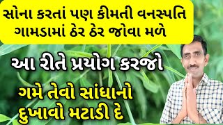 સોના કરતાં પણ કીમતી અને ગામડામાં ઠેર ઠેર જોવા મળતી વનસ્પતિ ગમે તેવો સાંધાનો દુખાવો મટાડી દે