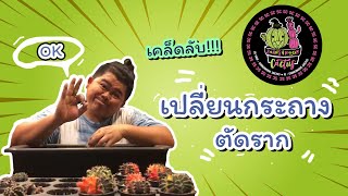 สวนสนุกแคคตัส // ep.1  วิธีการเปลี่ยนกระถาง ตัดราก