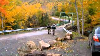 Margaree river