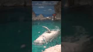 手で水をパンパン叩くよベルーガ（シロイルカ）★  Beluga whale #shorts