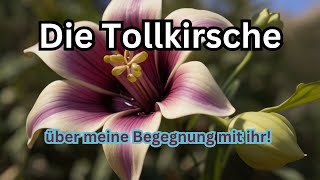 Zauberpflanze Tollkirsche - groß, mystisch, verführerisch, gefährlich