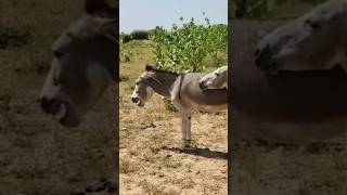 Very happy Donkey #animals #shortsviral #youtube