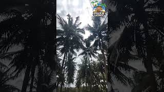 🌦Climate Change in Pollachi 🌴Coconut City🌿 #travel #shortvideo  #nature