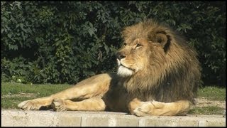 Large Male African Lion (Panthera leo)