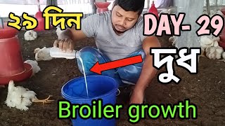 ২৯ দিন বয়সে কি খাওয়ালে পোলট্রি ওজন হয়  DAY- 29 Broiler Poultry Growth Tips