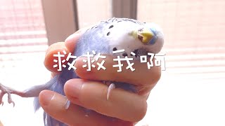 #18 快樂虎皮鸚鵡│小Q剪趾甲 Budgerigar budgie セキセイインコ Qちゃん 寵物 鳥寶 蔬菜 水果 蔬果 飲食 叫聲 唱歌 聲音 互動 遊戲 指甲 爪