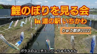 鯉のぼりを見る会 in 道の駅いちかわ りゅう散歩 2022 チーバくん 市川市 【98】