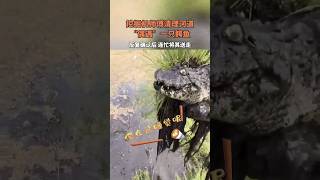 挖掘機司機清理河道，挖出一條鱷魚。Excavator cleared the river and unearthed a crocodile. #搞笑 #熱門 #funny #amazing