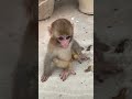 Coco baby monkey #monkeyvideo #monkeybaby #việtnam