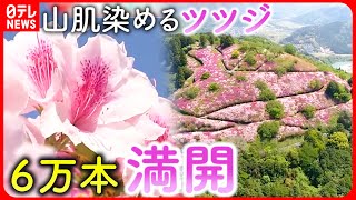 【ツツジ】山肌染める６万本！満開の中GW連休スタートへ　愛媛　NNNセレクション