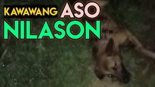 Kawawang ASO NILASON ( foods poisonous to dogs ) |Bayang fam. TV #poison #lason #dog