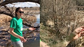 Cattails - Wind Seed Dispersal at Bluff Lake