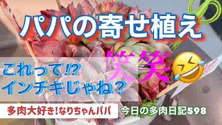 【多肉植物】【ガーデニング】パパ~、この寄せ植えインチキじゃない⁉️    多肉大好き！なりちゃんパパ　多肉奮闘記その598