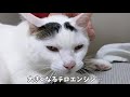 あくびしながらもお喋りする猫