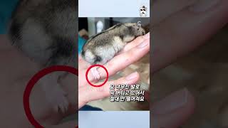 운동햄스터의 근육진 발 #정글리안