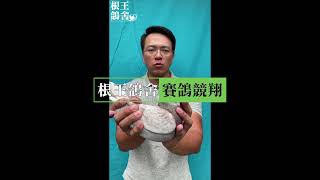 根王鴿舍 賽鴿 紅公21-671192