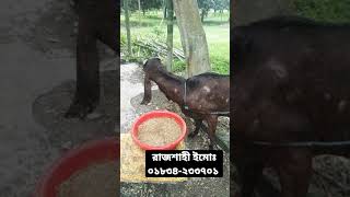 ৬ দাতের ১০০% তোতাপুরি ৪ মাসের গাভিন ছাগল ক্রয় করুন রাজশাহী শহর থেকে।ইমোঃ০১৮৩৪-২৩৩৭০১