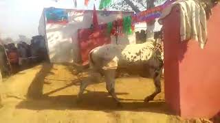 Bull Race in Swabi