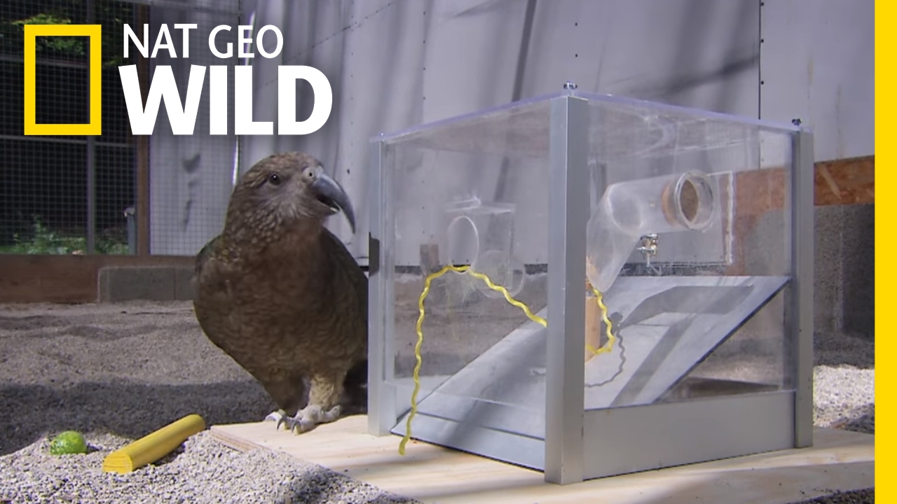 That S One Smart Bird Animal All Stars Youtube