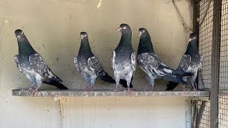 Royal Teddy Breeder Pair imran Alam Sb K Shok Sy #kabotar #pigeon #royalteddy #teddy @KabutarTv