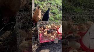 Newborn chicks with two mothers guarding them