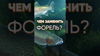 Форель часто гибнет в пруду летом? Как избежать замора рыбы и чем можно щаменить форель в пруду?