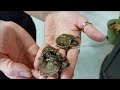 baby eastern box turtles at lllreptile