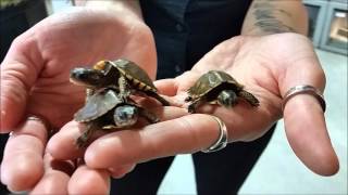 Baby Eastern Box Turtles at LLLReptile