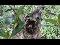 baby bird attacked by ant brutality due to clearing of agricultural land. bird eps 177