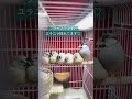 文鳥の雛たち。お父さんと一緒です。