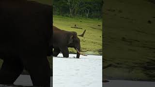 tusker crossing the kabini backwaters.    #tusker #elephant #wild #love #trend #share #viralshorts