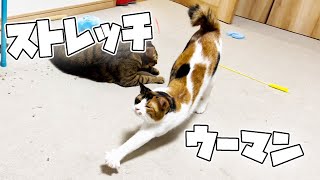 ねこさんの伸び〜があまりにも可愛すぎるんだが？？