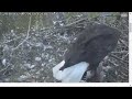 WARNING THIS VIDEO MAY BE DIFFICULT TO WATCH - Pa brings live prey to the nest 04 27 17