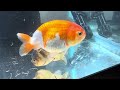 king koi and goldfish review unboxing my new baby ranchu goldfish