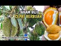 Rahasia Tanam Durian Dari Biji Cepat Berbuah, Lakukan ini Dulu !!