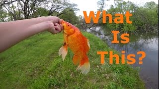 Catching Warmouth Bass And A Mystery Fish!?!?! | Nolan Andrews