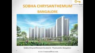 Sobha Chrysanthemum Bangalore