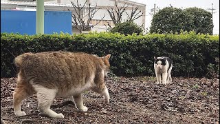 猫の縄張りを超えてハチワレがやって来た！かわいい猫動画