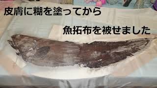 茶色の深海魚ソコボウズ魚拓手順公開