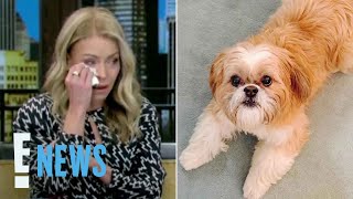 Kelly Ripa Tearfully Shares Dog Chewie, 17, Has Died