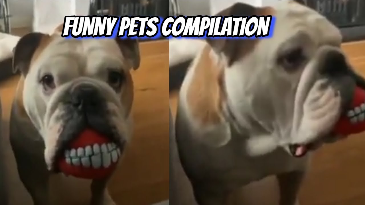 Funny Pets Compilation Youtube