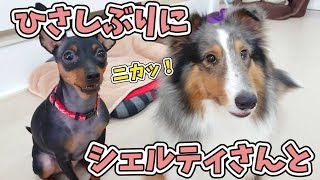 ひさしぶりにシェルティに会ったミニピン 🐶ひみつきちなう！①🐶 2019年7月18日